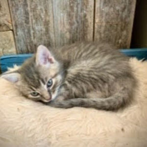 Meet your Posher, Desi